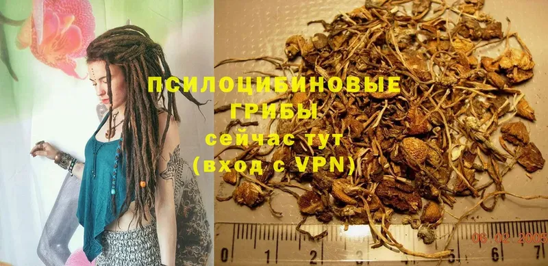 Галлюциногенные грибы Psilocybine cubensis  купить наркоту  Енисейск 